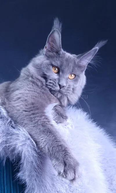 Kali Luxury — Котенок мейн-кун, Голубой MCO a