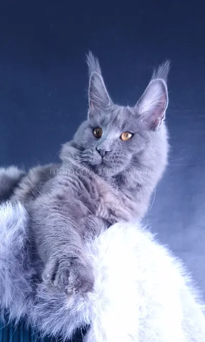 Kali Luxury — Котенок мейн-кун, Голубой MCO a