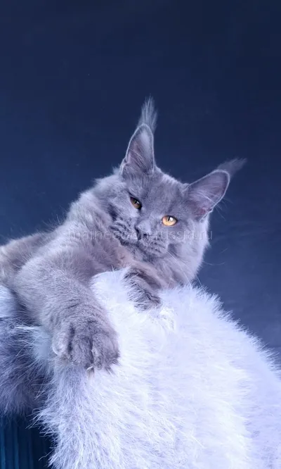 Kali Luxury — Котенок мейн-кун, Голубой MCO a