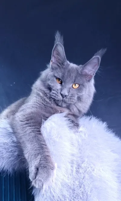 Kali Luxury — Котенок мейн-кун, Голубой MCO a