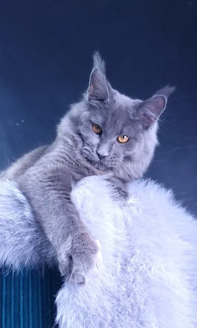 Kali Luxury — Maine Coon kitten, Blue MCO a