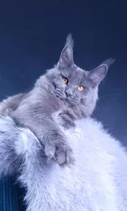 Kali Luxury