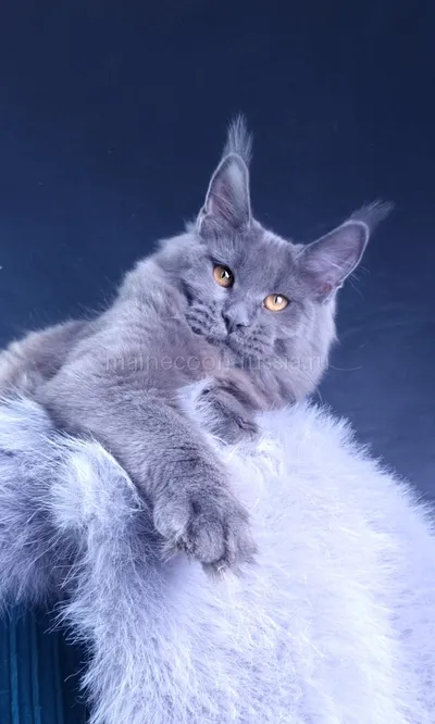 Kali Luxury — Maine Coon kitten, Blue MCO a