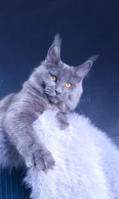 Kali Luxury — Котенок мейн-кун, Голубой MCO a