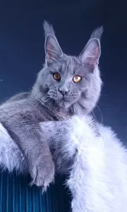 Kali Luxury