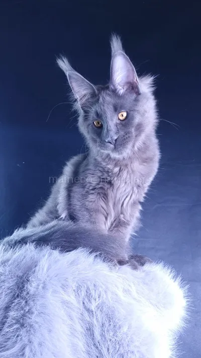 Milord Diamond — Maine Coon kitten, Blue MCO a