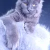 Milord Diamond - photo 17