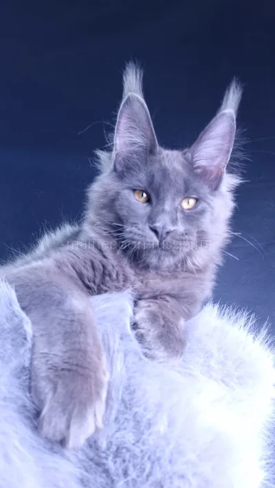 Milord Diamond — Maine Coon kitten, Blue MCO a