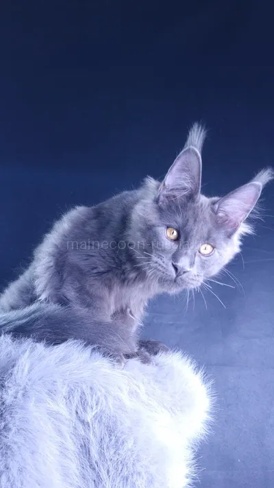 Milord Diamond — Maine Coon kitten, Blue MCO a