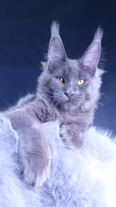 Milord Diamond — Maine Coon kitten, Blue MCO a