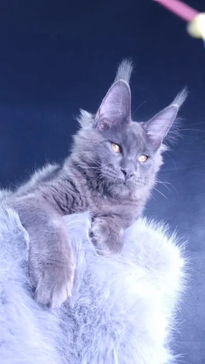 Milord Diamond — Maine Coon kitten, Blue MCO a