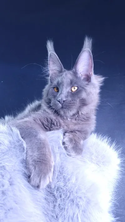 Milord Diamond — Maine Coon kitten, Blue MCO a
