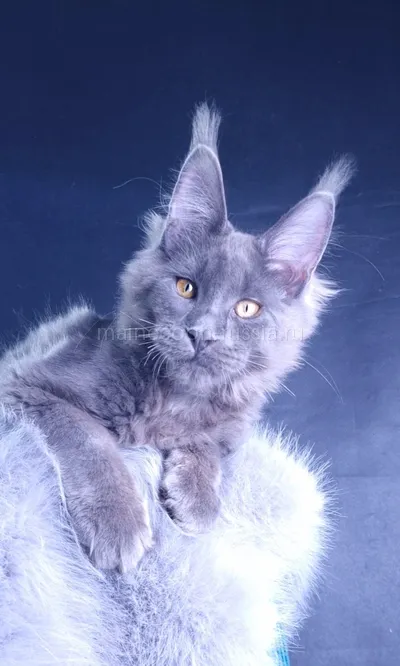 Milord Diamond — Maine Coon kitten, Blue MCO a