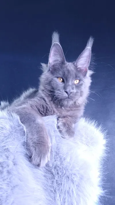 Milord Diamond — Maine Coon kitten, Blue MCO a