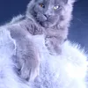 Milord Diamond - photo 12