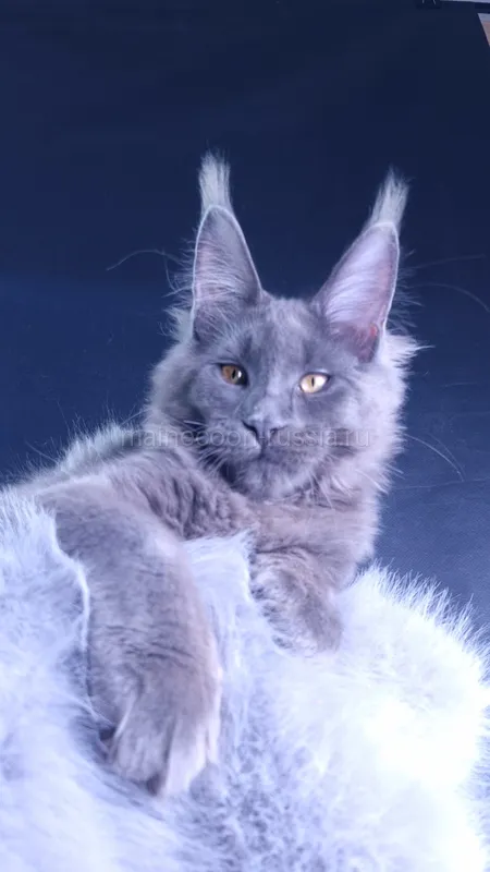 Maine Coon kitten Blue MCO a Boy