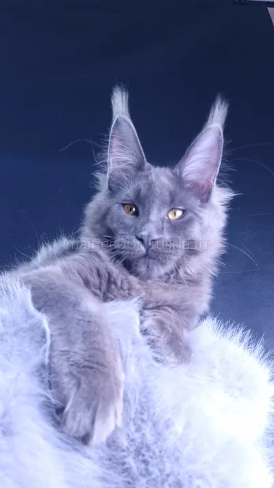 Milord Diamond — Maine Coon kitten, Blue MCO a