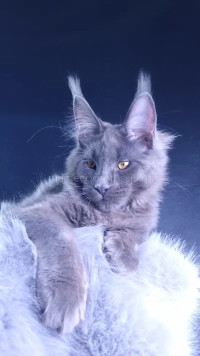 Milord Diamond — Maine Coon kitten, Blue MCO a