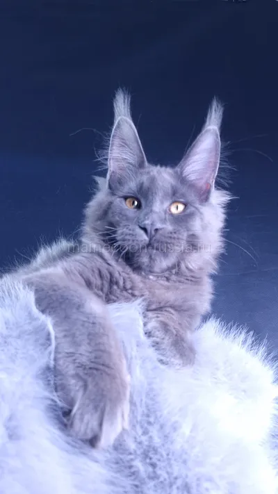 Milord Diamond — Maine Coon kitten, Blue MCO a