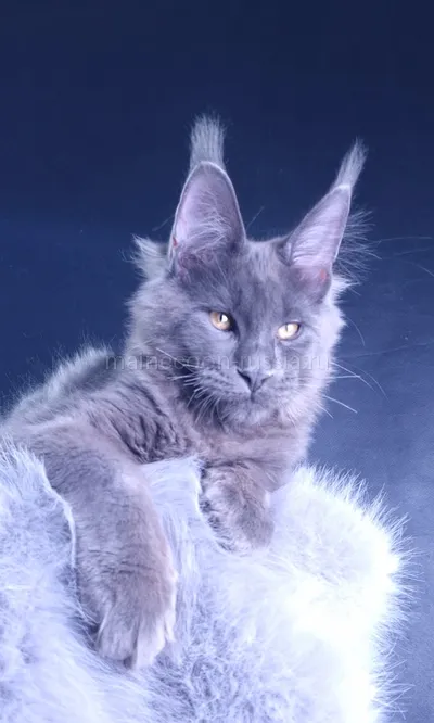Milord Diamond — Maine Coon kitten, Blue MCO a