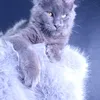 Milord Diamond - photo 5