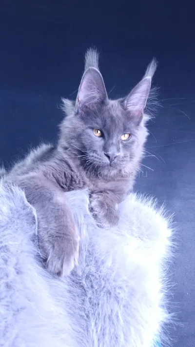 Milord Diamond — Maine Coon kitten, Blue MCO a