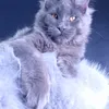 Milord Diamond - photo 13