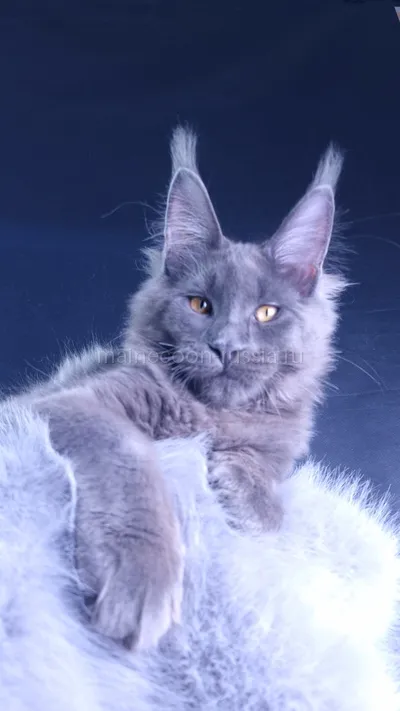 Milord Diamond — Maine Coon kitten, Blue MCO a