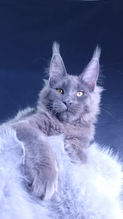Milord Diamond — Maine Coon kitten, Blue MCO a