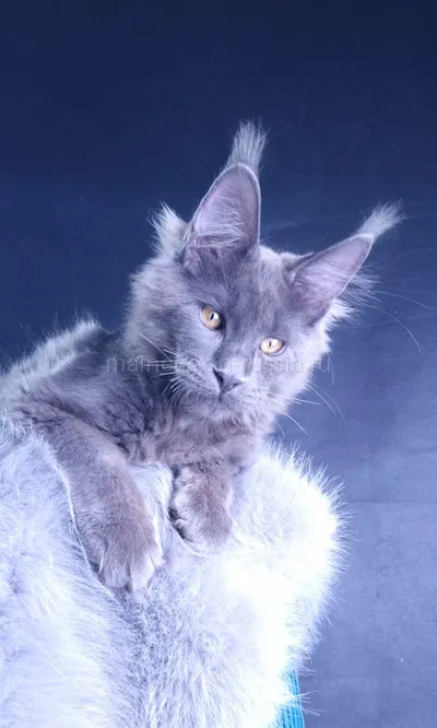 Milord Diamond — Maine Coon kitten, Blue MCO a