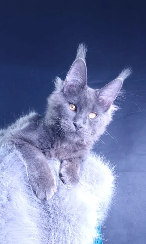 Maine Coon kitten Blue MCO a Boy