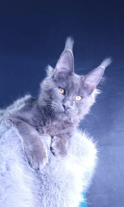 Milord Diamond — Maine Coon kitten, Blue MCO a