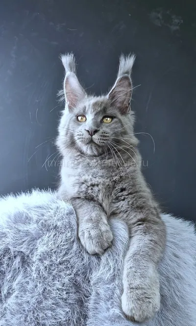 Lion king — Котенок мейн-кун, Голубой MCO a
