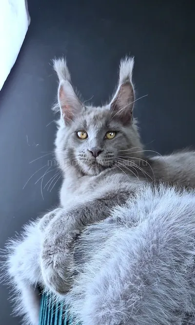 Lion king — Котенок мейн-кун, Голубой MCO a
