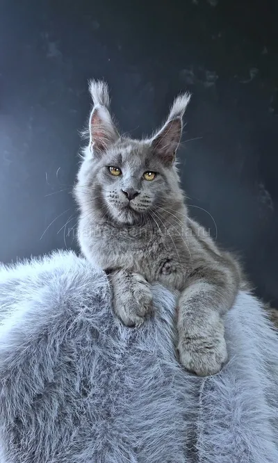 Lion king — Котенок мейн-кун, Голубой MCO a