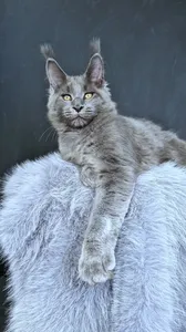 Lion king
