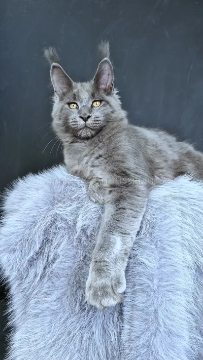 Lion king — Котенок мейн-кун, Голубой MCO a