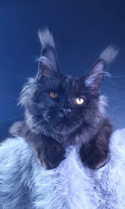 Kristal Lux — Котенок мейн-кун, Черный MCO n