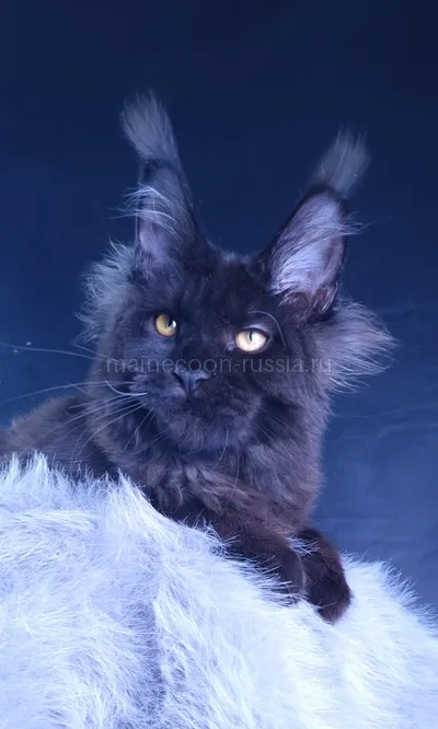 Kristal Lux — Котенок мейн-кун, Черный MCO n
