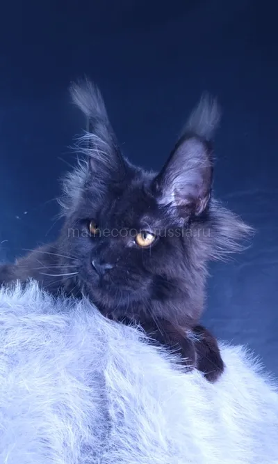 Kristal Lux — Котенок мейн-кун, Черный MCO n