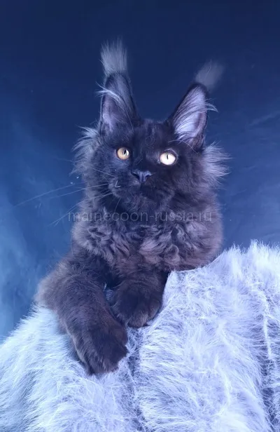 Kristal Lux — Котенок мейн-кун, Черный MCO n