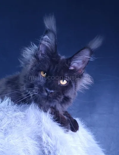 Kristal Lux — Котенок мейн-кун, Черный MCO n