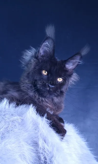 Kristal Lux — Котенок мейн-кун, Черный MCO n