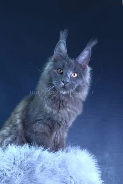 Lunar cat — Maine Coon kitten, Blue MCO a