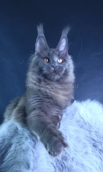 Lunar cat — Maine Coon kitten, Blue MCO a