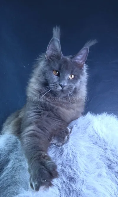 Lunar cat — Maine Coon kitten, Blue MCO a
