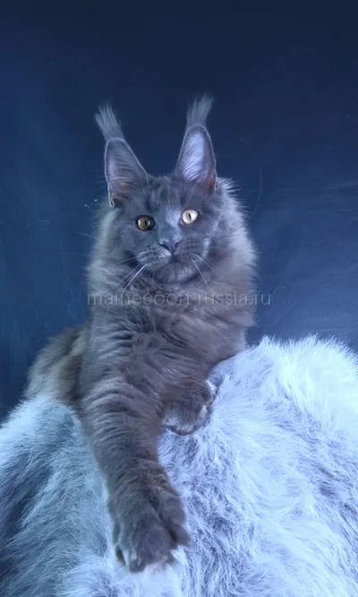 Lunar cat — Maine Coon kitten, Blue MCO a
