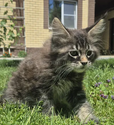 Котенок мейн-кун