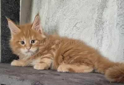 Maine Coon kitten