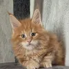 Avgust - photo 4